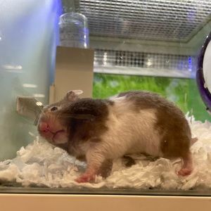 Meet your Posher, Hope